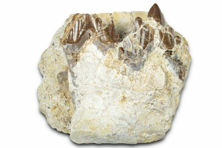 Primitive Whale (Basilosaurid) Molars in Jaw Section - Morocco #331098